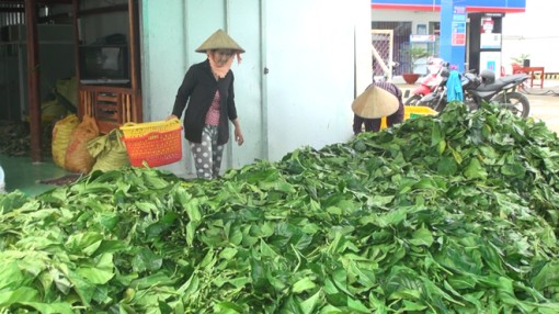 Cà Mau kiểm tra việc thu mua lá nhàu tươi trên địa bàn