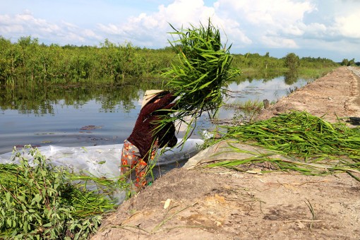 Chợ cỏ Ô Lâm
