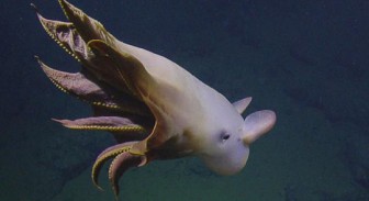 Phát hiện “bạch tuộc ma” ở độ sâu hơn 3.000 m dưới đại dương