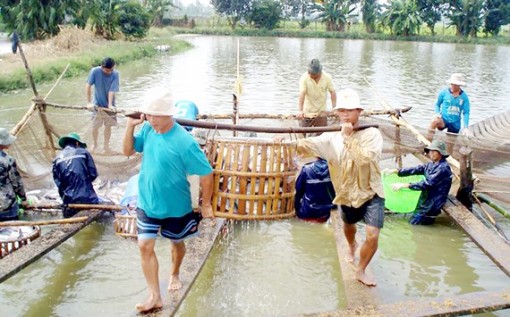 Giàu tiềm năng xuất khẩu cá tra