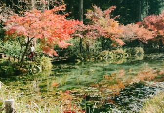 Ao cá Koi ở Nhật bỗng hút khách nhờ giống hệt tranh Monet