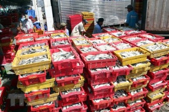 EC áp thẻ vàng: Cơ hội để Việt Nam phát triển nghề cá bền vững