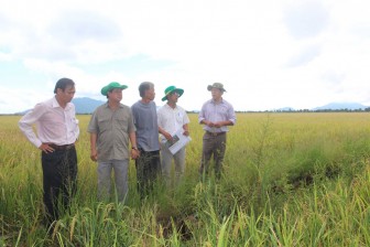 Lũ rút, lúa ngoài đê bao thu hoạch an toàn