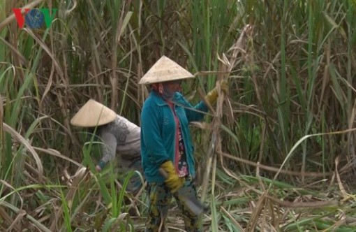 Kiên Giang phá hàng trăm ha mía để chuyển đổi sản xuất