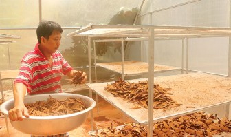 Phát triển kinh tế từ mô hình trồng nấm linh chi