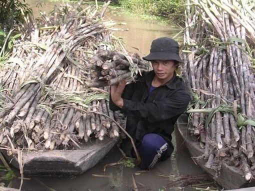 Ngành mía đường gian nan tồn tại