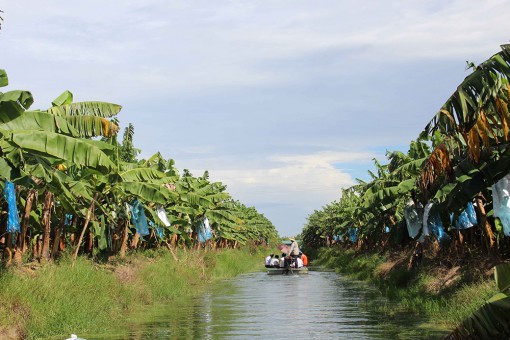 Tri Tôn phát triển nông nghiệp theo hướng hiện đại