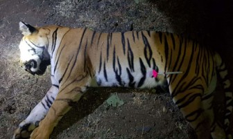 Thợ săn Ấn Độ bắn chết con hổ ăn thịt 13 người