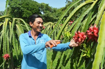 Cây thanh long ruột đỏ trên đất núi