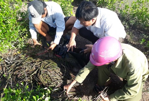 Điểm sáng bảo vệ rừng trên đất Mũi