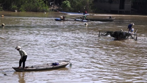 Nhộn nhịp mùa cá ra sông