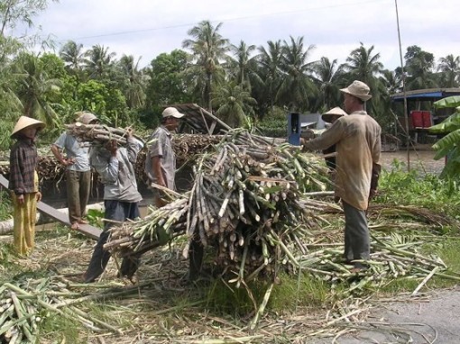 ĐBSCL: Thu hoạch mía chạy lũ bị lỗ 15 đến 20 triệu đồng/ha