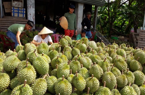 Nhà vườn sầu riêng 'ngồi trên lửa' vì thương lái ngưng mua