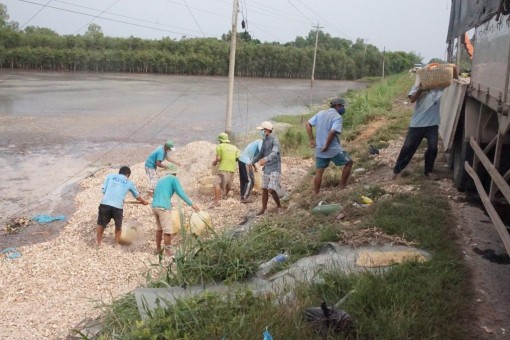 Long An: Lật xe tải, hàng chục tấn mì rơi xuống ruộng