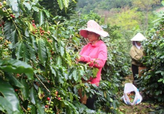 Cà phê Mường Ảng gặp “hạn kép”, nông dân thất bát đau đớn