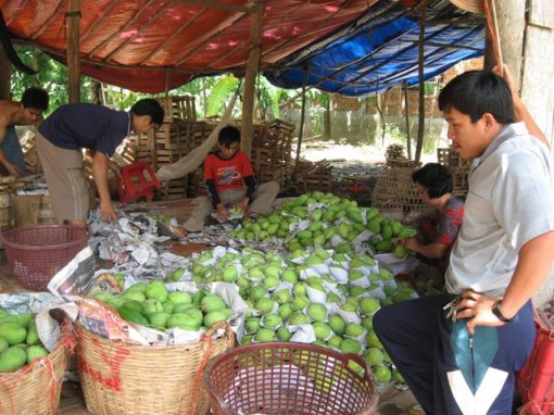 Đồng Tháp: Thực hiện hiệu quả Chương trình xây dựng nông thôn mới gắn với tái cơ cấu nông nghiệp