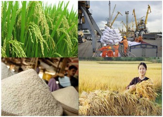 Hạt gạo có thể mang về cho Việt Nam hơn 3 tỷ USD trong năm nay