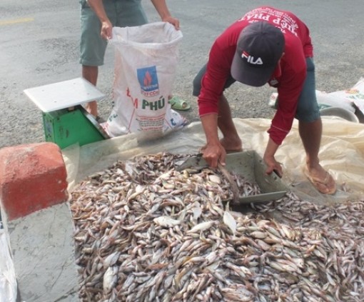 Đồng Tháp: Lũ xuống dần, bắt mỗi ngày 80 ký cá linh, cá chốt