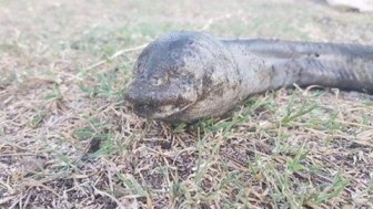 Sinh vật lạ mềm như rắn, không mắt xuất hiện ở hồ nước Argentina