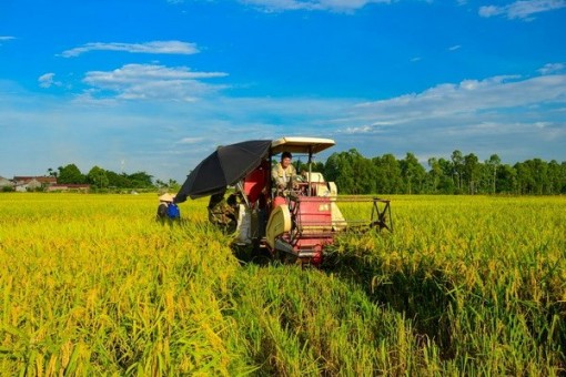 Bàn cách tháo gỡ khó khăn trong tích tụ và tập trung ruộng đất