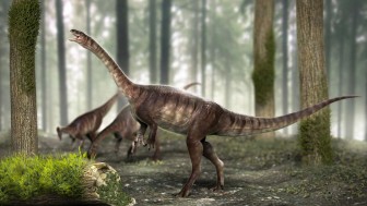 Phát hiện hóa thạch khủng long cổ dài lâu đời nhất từ trước đến nay