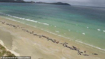 145 con cá voi mắc cạn bí ẩn ở New Zealand