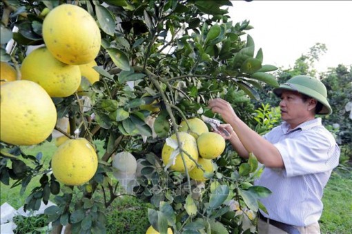 Nghị quyết 'tam nông' tạo đà phát triển nền nông nghiệp hiện đại