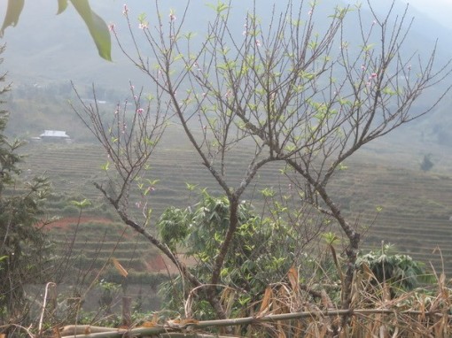 Các tỉnh Bắc Bộ đêm rét, ngày nắng và có sương mù vào sáng sớm