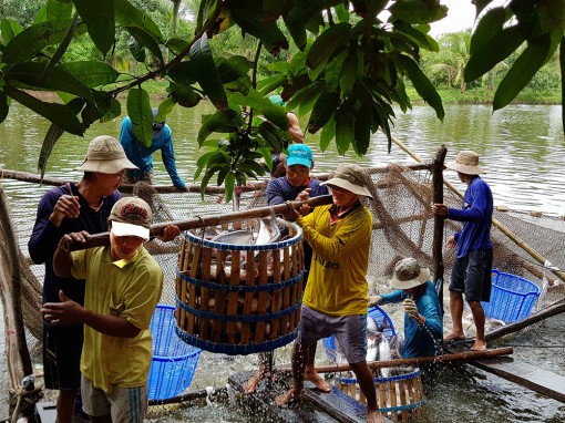 Thủy sản tăng tốc phát triển
