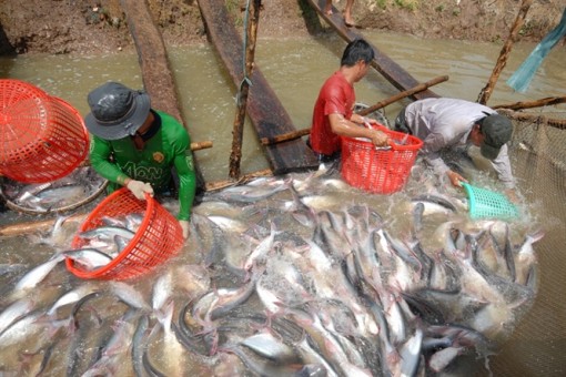 Cá tra đối mặt thách thức quốc tế