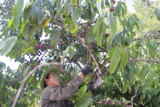 Đắk Lắk không tăng diện tích cà phê ngoài vùng quy hoạch