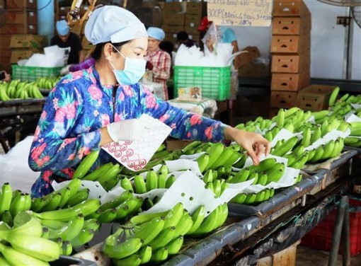 Đẩy mạnh chế biến để tạo đột phá cho xuất khẩu rau quả