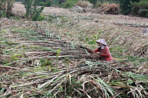 Nông dân U Minh Thượng lại điêu đứng vì vụ mía 'đắng'