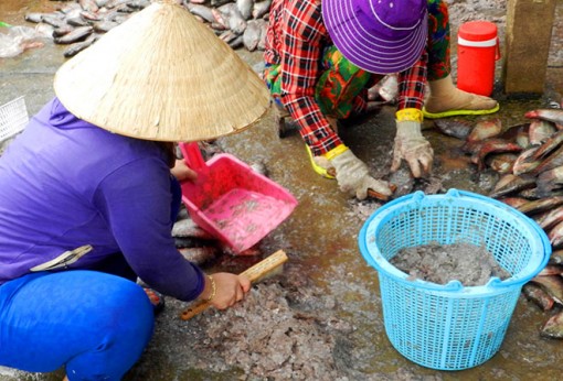 Lại xuất hiện thương lái thu mua “kiểu lạ” ở miền Tây