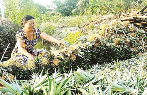 Hậu Giang tìm cách xây dựng chuỗi giá trị nông sản