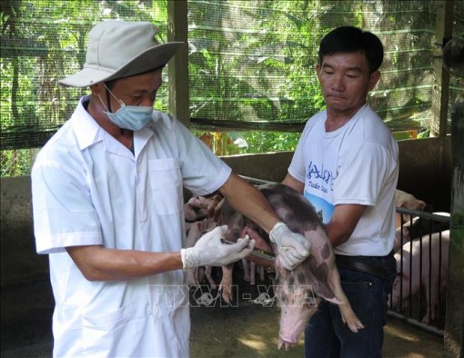 An Giang ngăn chặn nguy cơ xâm nhiễm bệnh dịch tả lợn châu Phi