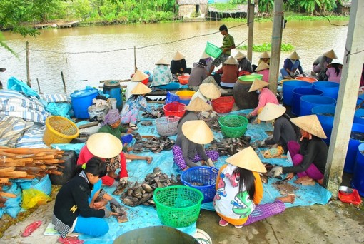 An Giang: Xuất hiện thương lái lạ mặt mua vảy cá sặc rằn