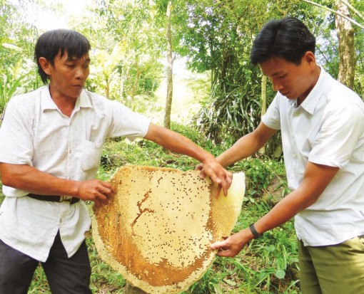 Mật ong rừng Bảy Núi giá bán cao