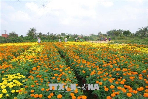 Nhà vườn Chợ Lách sản xuất hơn 10 triệu sản phẩm hoa Tết theo đơn đặt hàng