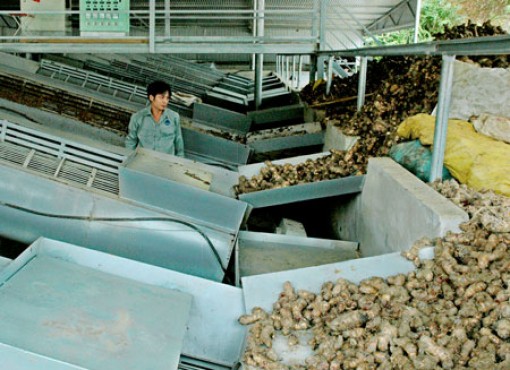 Khánh thành Nhà máy chế biến dong riềng của Việt Nam tại Lào