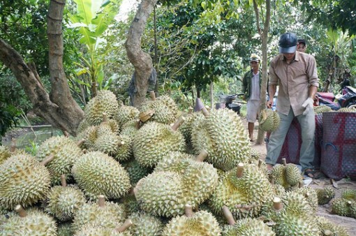 Sầu riêng miền Tây tăng giá gấp đôi