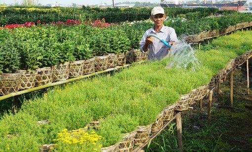 Chăm sóc hoa Tết