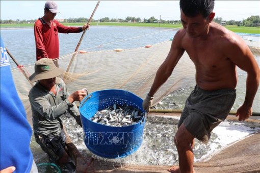 Nguy cơ vỡ quy hoạch do ồ ạt mở rộng diện tích nuôi cá tra giống