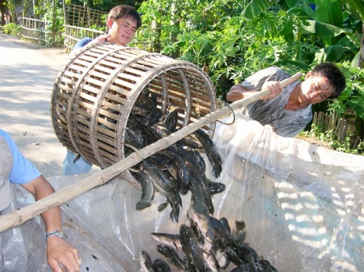 ĐBSCL: Cận tết các loài thủy sản nước ngọt tăng giá mạnh