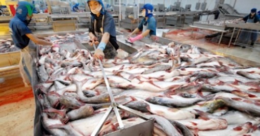 Mỹ trở thành thị trường nhập cá tra lớn nhất của Việt Nam