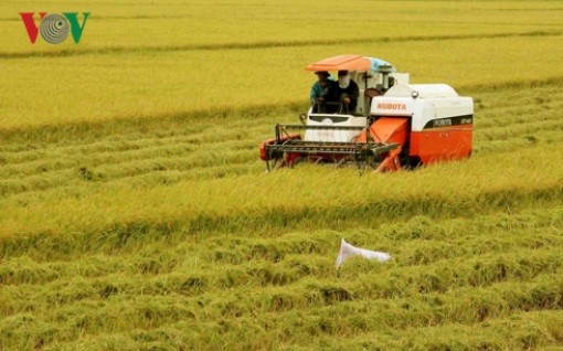 Gạo Việt đã xuất khẩu đi hơn 150 thị trường, cơ hội tiếp tục rộng mở