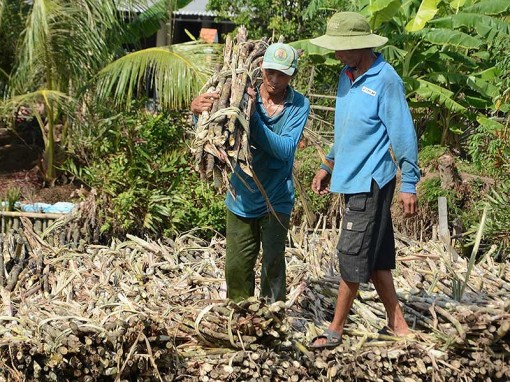 Chuối ế, mía ế, U Minh Thượng lo mất Tết