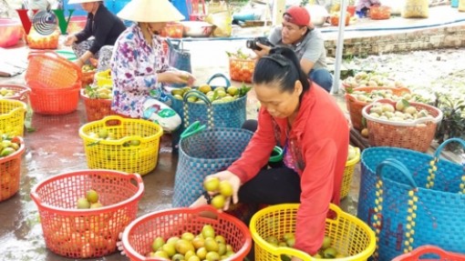 Trồng cây ăn quả vùng ĐBSCL vẫn chạy theo phong trào