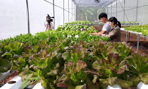 Thêm hướng mới phát triển rau an toàn ở Phú Tân