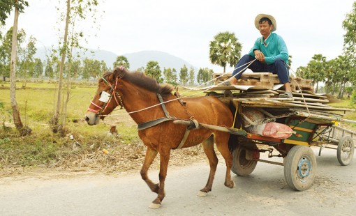 Xe ngựa cuối năm